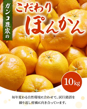 【ふるさと納税】ガンコ農家のこだわりぽんかん 10kg