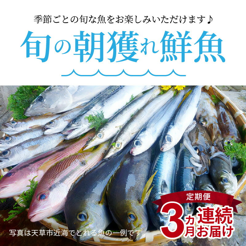 【ふるさと納税】【着日指定】 定期便 3回 魚 魚介類 1.5kg ～ 2kg 旬 鮮魚 海水シャーベット 海鮮 お刺身 煮物 焼き魚 冷蔵 特産品 新鮮 朝獲れ 自然の恵み お取り寄せ 九州 熊本県 天草市 送料無料