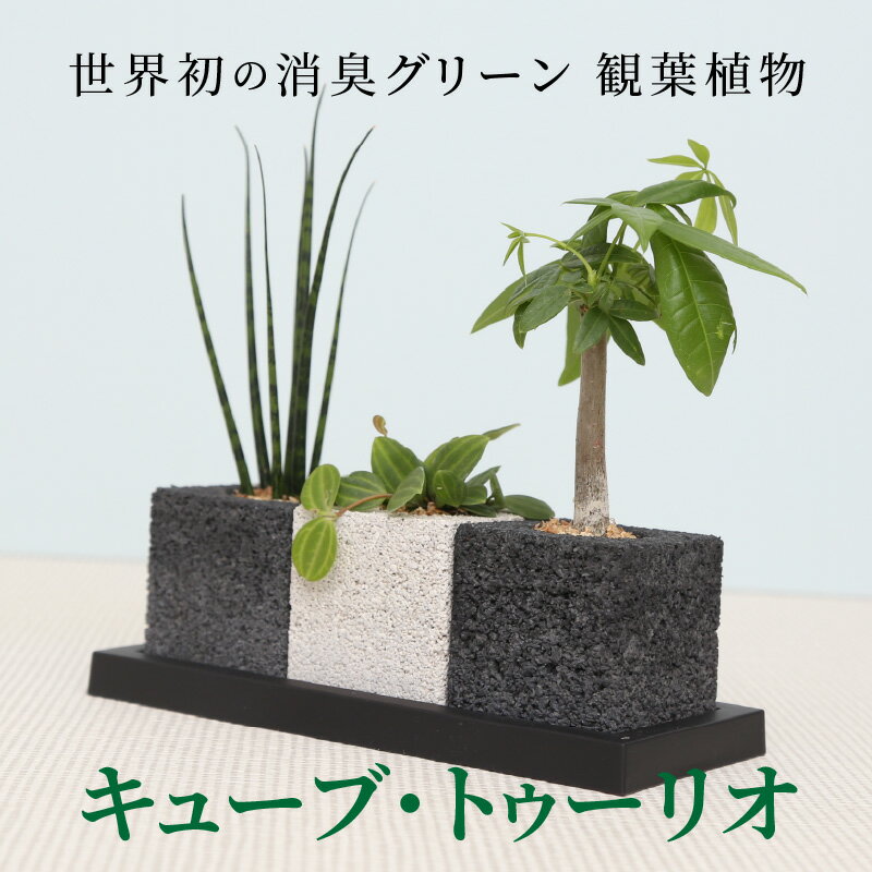 【ふるさと納税】 観葉植物 インテリア キューブ トゥーリオ 世界初 消臭グリーン パキラ サンスベリア ペペロミア 消臭 植物 消臭する植物ポット 竹炭 土を使わない クリーン 国産 自然素材 ハイブリッド消臭 分解 おしゃれ 癒し 熊本 天草 送料無料