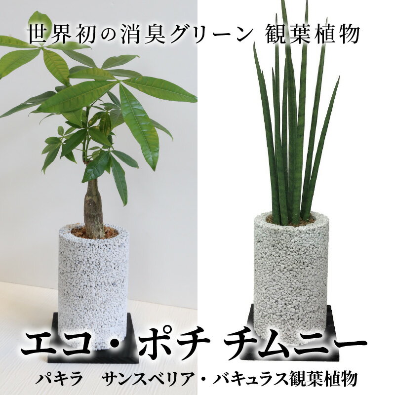 【ふるさと納税】観葉植物 パキラ サンスベリア 消臭グリーン エコ ポチチムニー ハイブリッド消臭 インテリア お洒落 癒し 植物ポット 消臭 分解 土を使わない 国産の自然素材 シンプル さまざまなシーンに 熊本 天草 送料無料