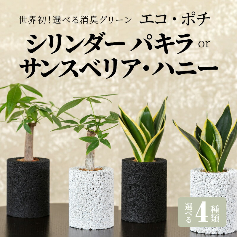 【ふるさと納税】観葉植物 パキラ サンスベリア ハニー 消臭 グリーン 発財樹 エコポチ シリンダー ハイブリッド ギフト お洒落