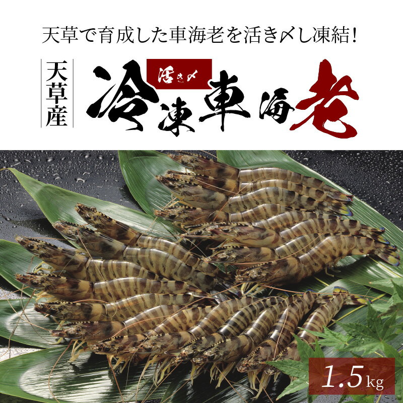 【ふるさと納税】車海老 1.5kg 500g 3パック 活き〆 凍結 冷凍 真空パック ぷりぷり 新鮮 鮮度抜群 海産物 魚介類 塩焼き 天ぷら 味噌漬け エビフライ 熊本県 天草 お取り寄せ お取り寄せグルメ 送料無料 ごはんのおとも 食品 生食不可