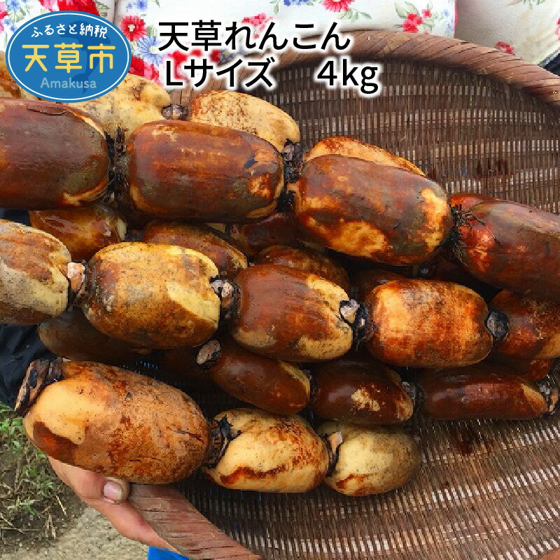 【ふるさと納税】天草れんこん　Lサイズ　4kg