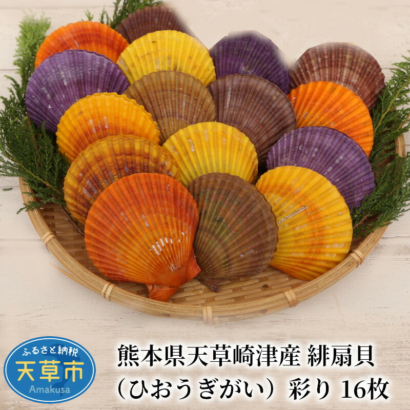 【ふるさと納税】【着日指定】 魚貝類 生食 可 緋扇貝 16