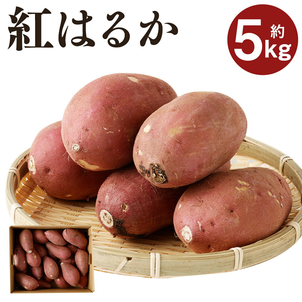 紅はるか 約5kg サツマイモ さつま芋 芋 野菜 いも 熊本県産 九州産 国産 送料無料[2024年9月下旬〜2025年7月上旬に順次発送予定]