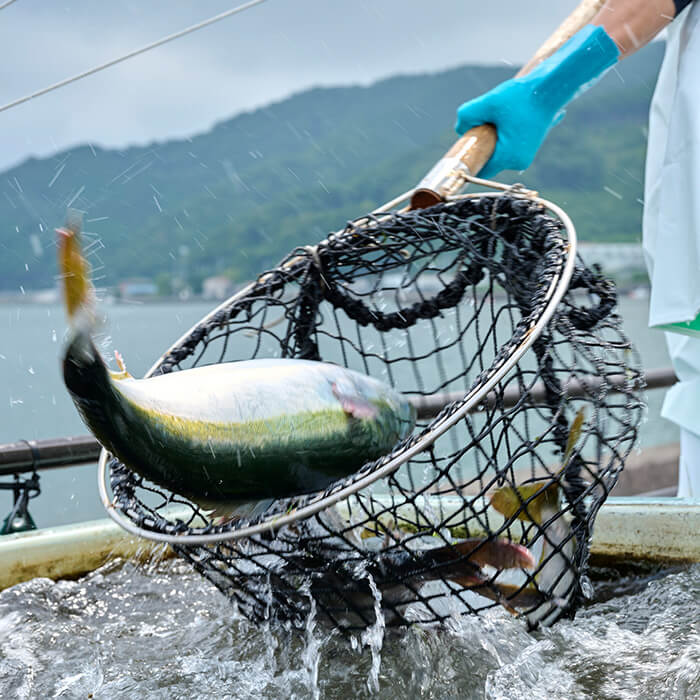【ふるさと納税】＜定期便＞ 魚介類定期便 (全12回 ・連続) 魚 魚介 海鮮 いか イカ たこ タコ 貝 海老 えび エビ 冷蔵 【opba001】【海べ】 f440001-oita-10000205 大分県 サンプル画像3