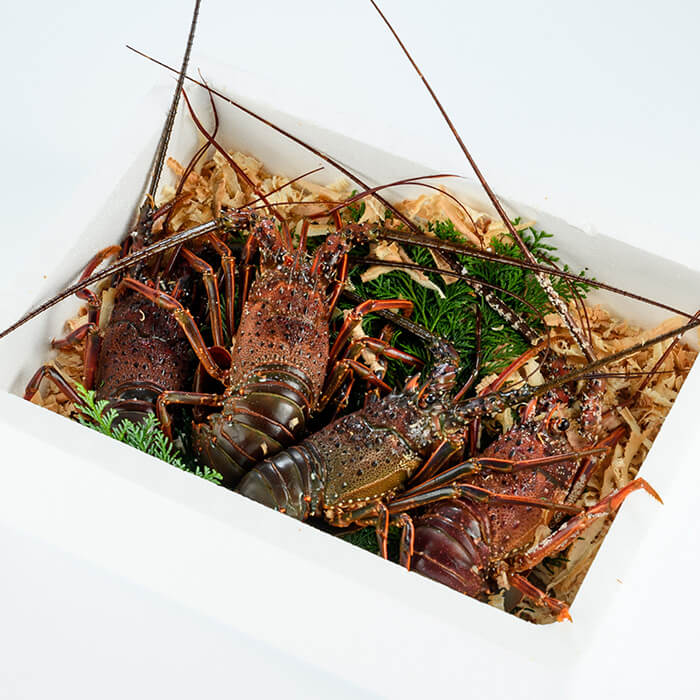 【ふるさと納税】＜期間限定＞大分県産 伊勢海老 (計1kg・約2～5尾) エビ えび 海老 刺身 魚介 海鮮 【opba010】【海べ】 f440001-oita-10000317 大分県 サンプル画像2