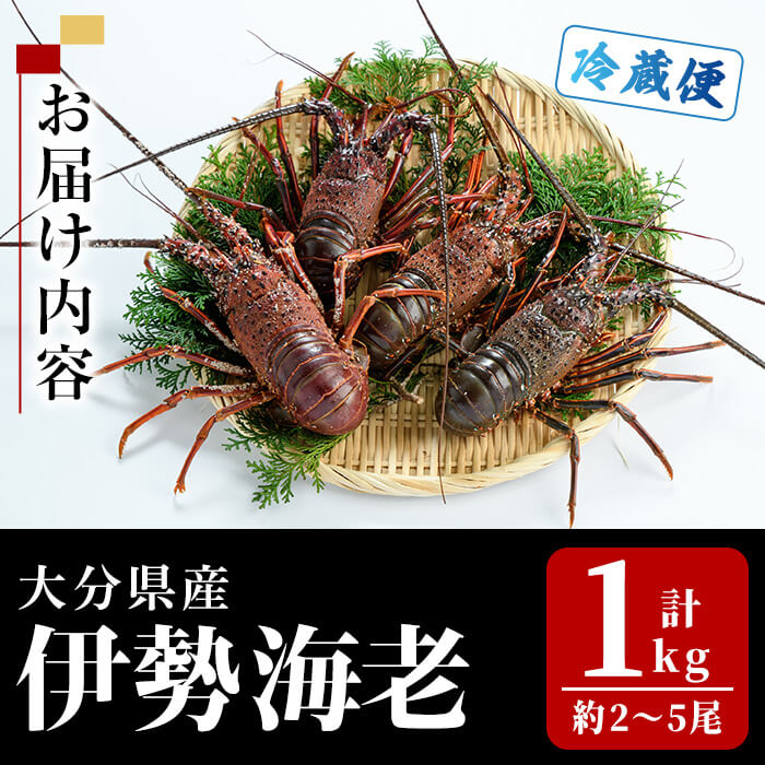 【ふるさと納税】＜期間限定＞大分県産 伊勢海老 (計1kg・約2～5尾) エビ えび 海老 刺身 魚介 海鮮 【opba010】【海べ】 f440001-oita-10000317 大分県 サンプル画像3