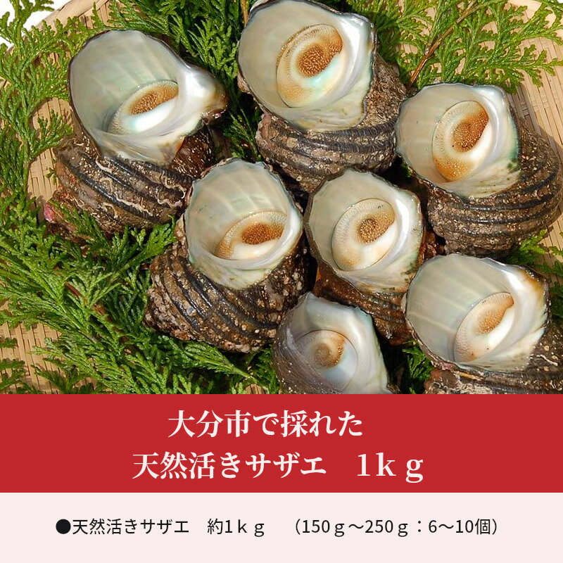 【ふるさと納税】大分市で採れた 天然活きサザエ 1kg 6〜10個入り 海鮮 海の幸 新鮮 アウトドア バーベキュー キャンプ E12001