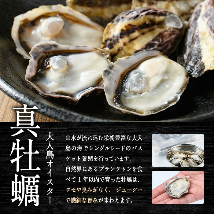【ふるさと納税】＜内容量が選べる＞ 真ガキ 大入島オイスター (約1.3kg・約2.6kg) 牡蠣 カキ 貝 海鮮 魚介類 冷蔵 生食可 シングルシード 養殖 殻付き 【ED08・ED09】【(合)新栄丸】