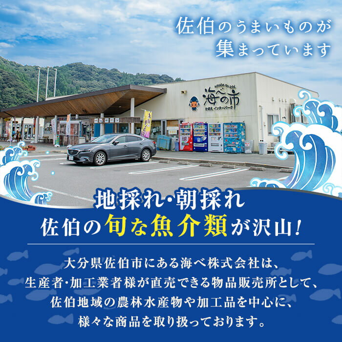 【ふるさと納税】＜定期便・全12回 (連続)＞魚介類定期便 (2-3人前×12ヶ月)魚 魚介 いか イカ たこ タコ 貝 海老 えび エビ 獲れたて 冷蔵 海の直売所 大分県 佐伯市【AS63】【海べ (株)】