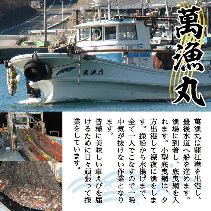 【ふるさと納税】漁師直送! 天然活〆車えび (計500g・250g×2P) エビ 海老 車海老 エビフライ 冷凍 真空 魚介類 大分県 佐伯市 大分県産【EJ01】【萬漁丸】