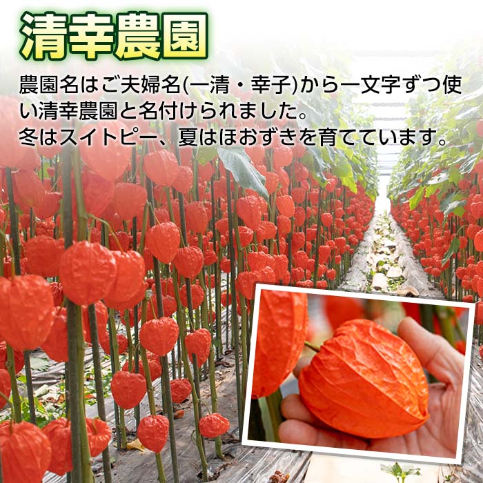 【ふるさと納税】＜先行予約受付中！お盆前頃に発送予定＞驚きの大きさ！ 宇目産ほおずき(5本・2L) 生花 お盆 仏花 鬼灯 お盆飾り お供え 盆 ホウズキ 盆 飾り 切花 切り花 大分県 佐伯市【BZ63】【清幸農園】