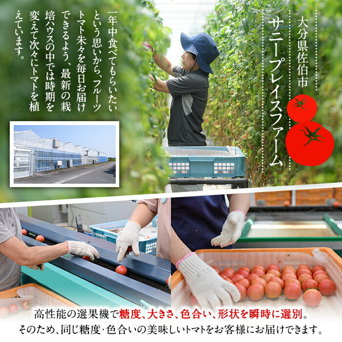 【ふるさと納税】フルーツトマト 朱朱 Mサイズ (計1kg・16-18玉) M 高糖度 糖度 フルーツトマト トマト 野菜 サラダ 大分県 佐伯市 九州産 国産 大分県 佐伯市【CH63】【(株)サニープレイス】