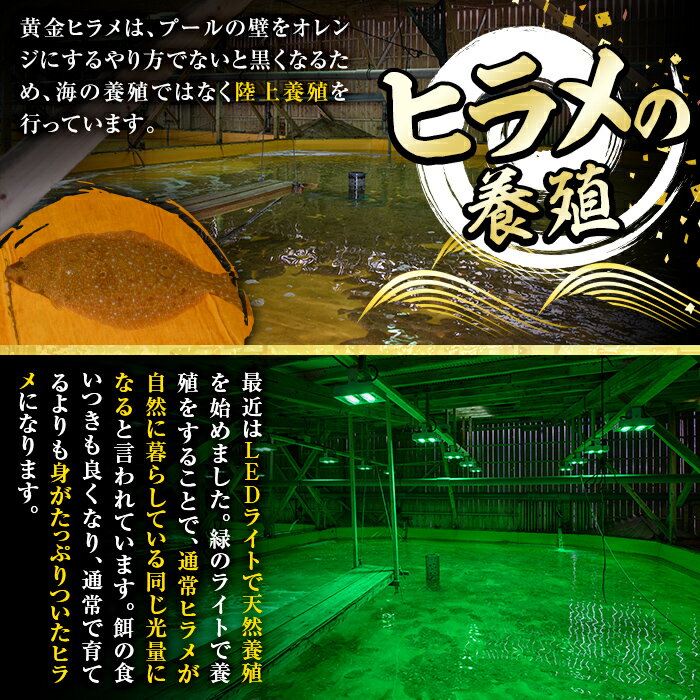 【ふるさと納税】トーワの味噌漬けセット (各種4切れ・ぶり・ひらめ・たい・かんぱち) 魚 ブリ 鰤 ヒラメ 鮃 タイ 鯛 カンパチ 味付き 焼くだけ 冷凍 おつまみ 惣菜 大分県 佐伯市 東和水産 LEDヒラメ【EA20】【(株)トーワ】