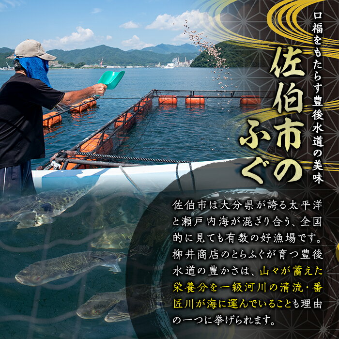 【ふるさと納税】ふぐ刺し好き限定！とらふぐ刺身（4～5人用）定期便（12か月コース）