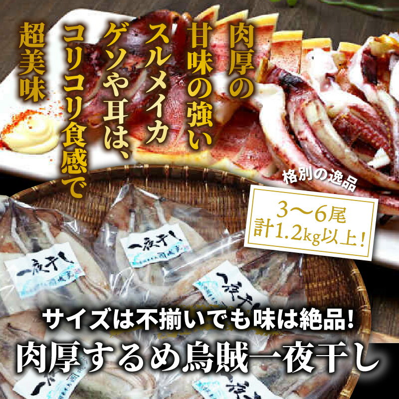 【ふるさと納税】訳あり 不揃い するめイカ 一夜干し 1.2kg以上 3～6尾 サイズ不揃い 肉厚 イカ 無添加 海鮮 干物 甘塩 おつまみ おかず ゲソ 耳 コリコリ食感 炙り 酒の肴 アテ お取り寄せ グルメ 送料無料