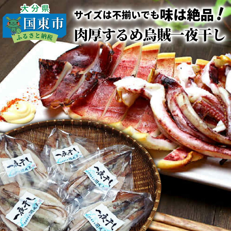 【ふるさと納税】サイズは不揃いでも味は絶品!肉厚するめ烏賊一夜干し