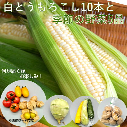 【令和6年6月から発送】 白とうもろこし10本と季節のユニーク野菜5品詰合せ