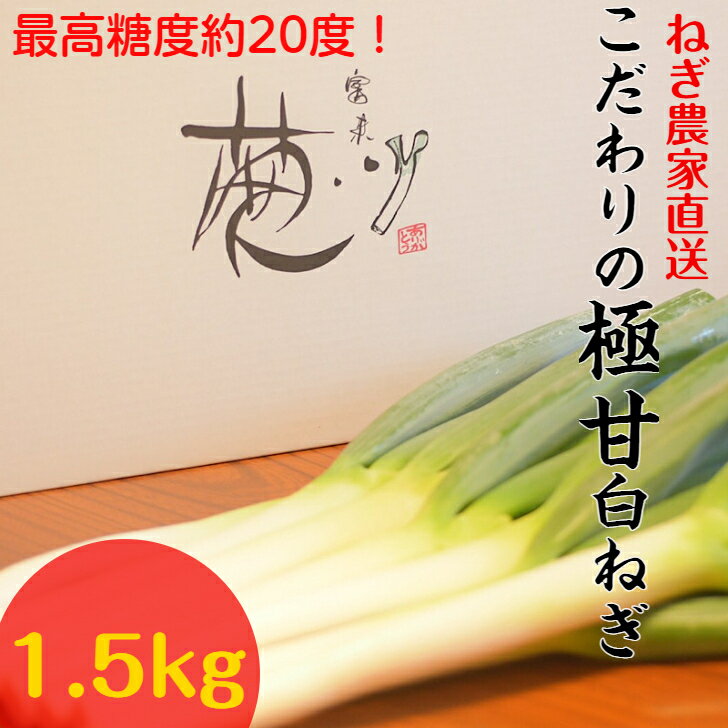 【ふるさと納税】【7月から配送開始】冷蔵発送/小田農園の極甘白ネギ1.5kg