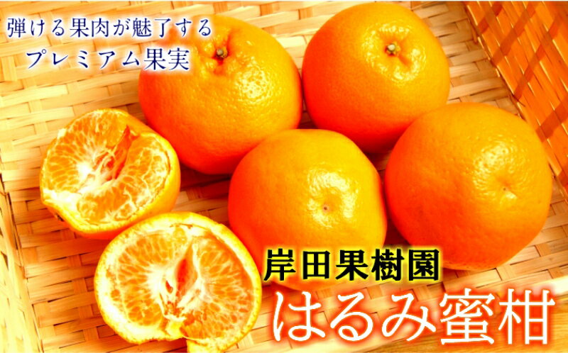 【ふるさと納税】岸田果樹園のはるみ3.5kg／3月上旬から出荷開始予定のサムネイル