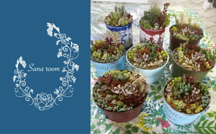 自分で植える多肉植物セット