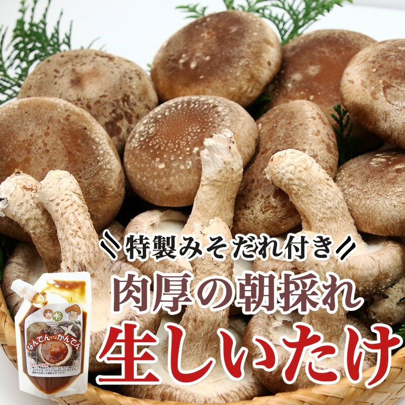 【ふるさと納税】都城産朝採れ肉厚生しいたけ - 特製みそだれ付き 朝採れ生椎茸 約200g×3袋 計600g どんこ椎茸 贈り物・ギフトにも 国産 宮崎県産 チーズとも相性抜群 山之口町産 冷蔵保存/冷凍保存可 送料無料 AA-8701【宮崎県都城市は令和4年度ふるさと納税日本一！】