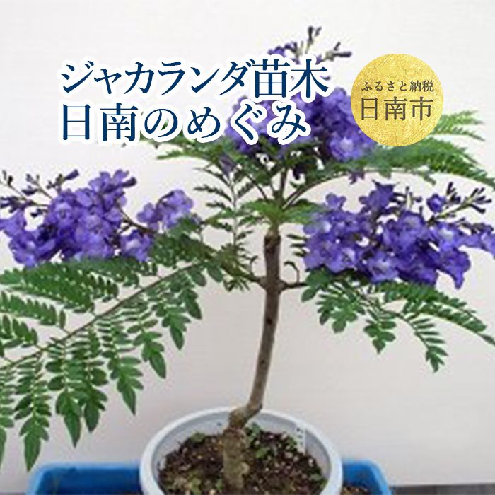 ふるさと納税 ジャカランダの苗木 日南のめぐみ 宮崎県日南市世界三大花木の一種 日南のめぐみ は 日南ブルー からの変異種で連続開花性があります 種苗登録申請中