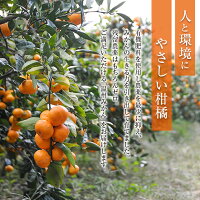 【ふるさと納税】《期間・数量限定》ことぶきみかん(計5kg)