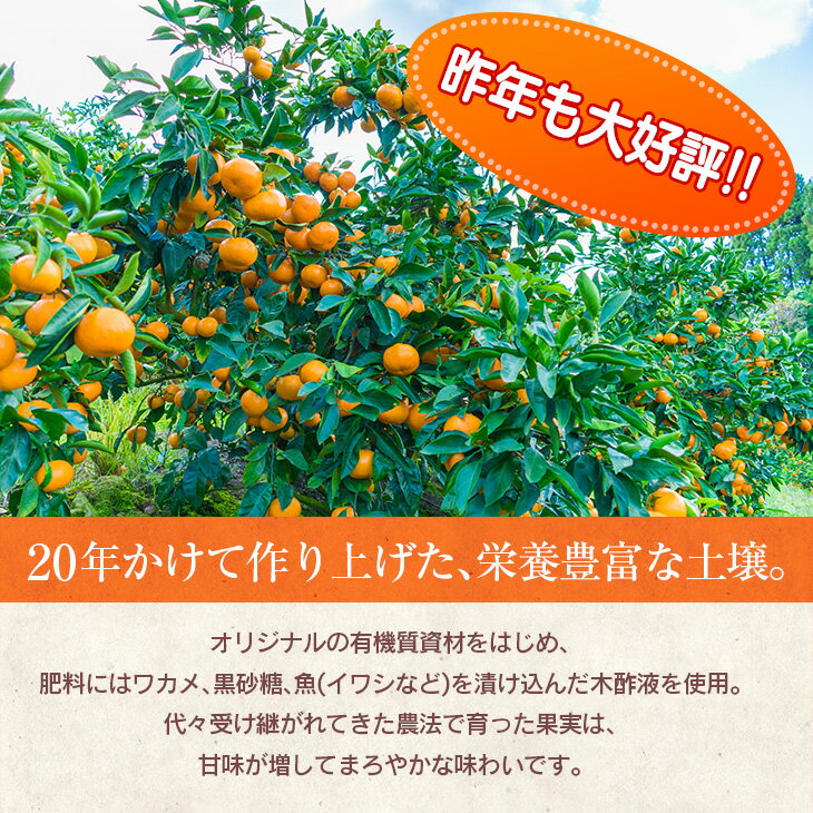 【ふるさと納税】訳あり≪数量限定≫海藻木酢みかん(計10kg以上)傷み補償分200g付き　フルーツ　果物　柑橘　ミカン