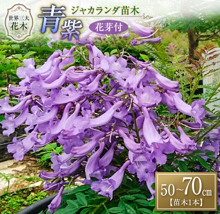 花 観葉植物 ふるさと納税の返礼品一覧 人気順 21年 ふるさと納税ガイド