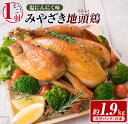 25位! 口コミ数「1件」評価「5」1羽まるごと みやざき地頭鶏 塩にんにく味 約1.9kg 鶏肉 チキン 地鶏 国産 惣菜 食品 加工品 味付き 簡単調理 焼くだけ 真空パッ･･･ 