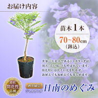 【ふるさと納税】≪世界三大花木≫ジャカランダの苗木1本(日南のめぐみ)鉢込70〜80cm