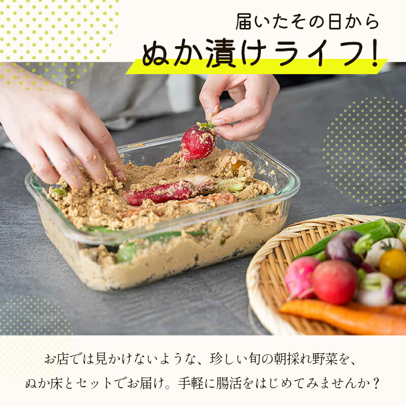 【ふるさと納税】腸活ミニ野菜＋ぬか床1kg