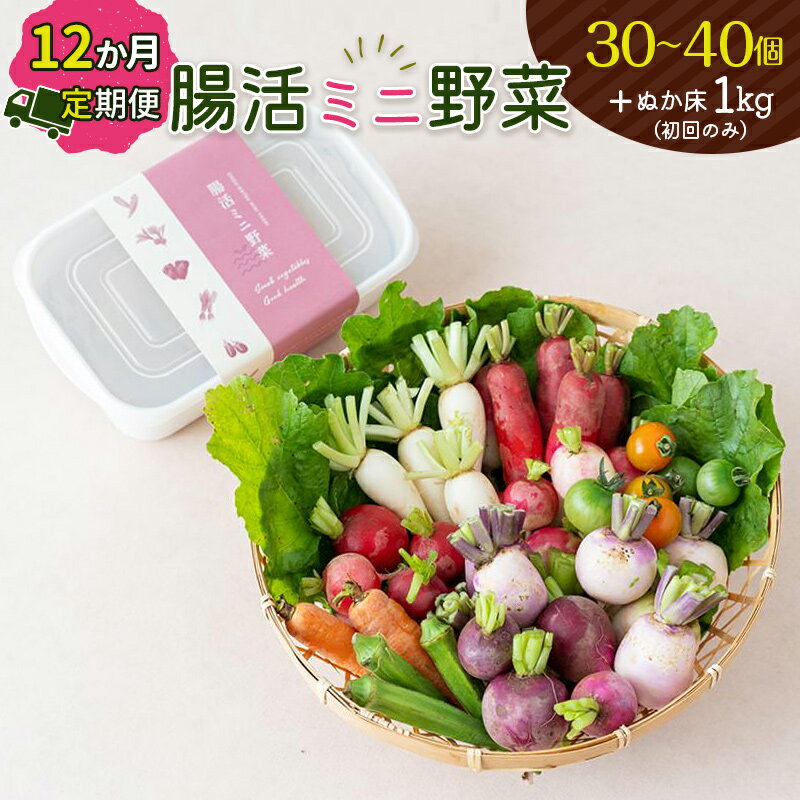 【ふるさと納税】腸活ミニ野菜+ぬか床1kg 定期便 12回