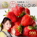 【ふるさと納税】川南町産 いちご「やよいひめ」900g(450g×2) - 期間限定 果物 イチゴ 苺 やよいひめ フルーツ D11202