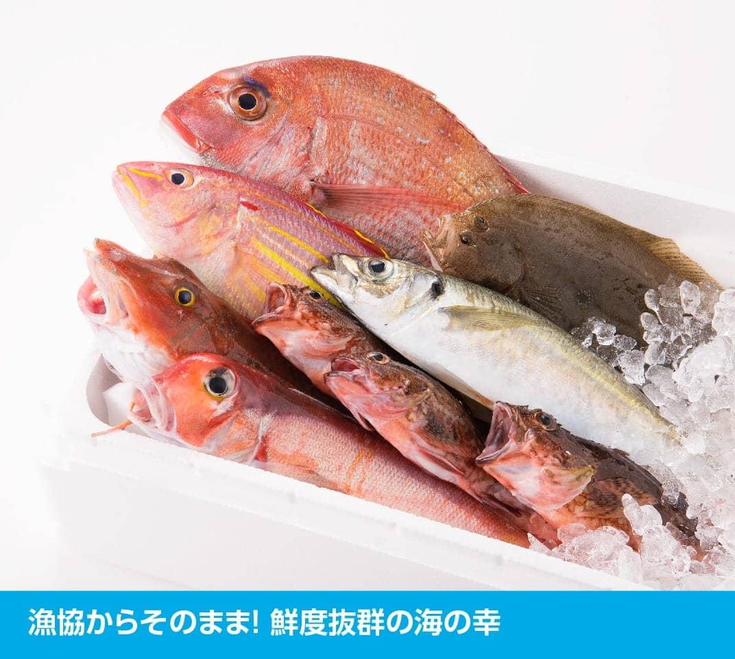 【ふるさと納税】鮮度抜群！漁協直送！人気の通浜鮮魚セット H1702