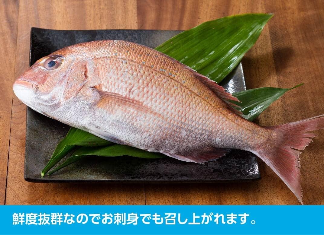 【ふるさと納税】「日向灘の海の幸」-天然真鯛（活き締め）が大人気返礼品になっている理由とは　ふるさと納税　人気　返礼品　ランキング