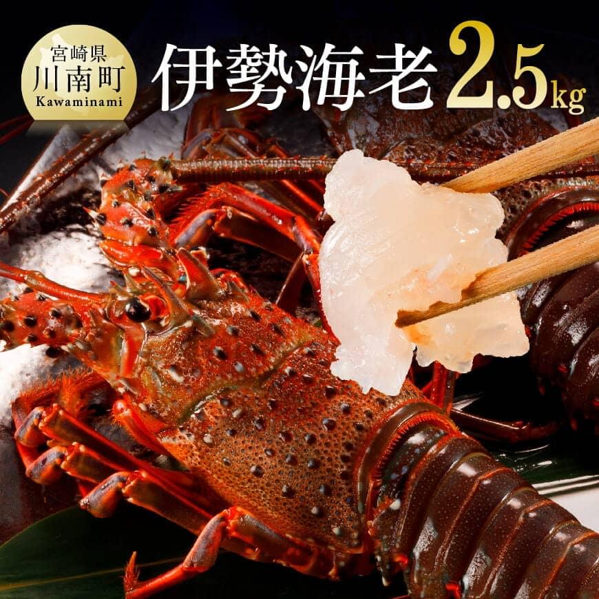 楽天宮崎県川南町【ふるさと納税】 伊勢海老2.5kg（5～9尾） - 魚介 国産 九州産 宮崎県産 川南町産 伊勢えび イセエビ いせえび 太平洋 日向灘 川南漁港 刺身 さしみ 味噌汁 みそ汁 ボイル 焼き 贅沢 ごちそう 新鮮 お祝い キャンプ アウトドア BBQ 焼肉 贅沢送料無料 宮崎県川南町 C01704
