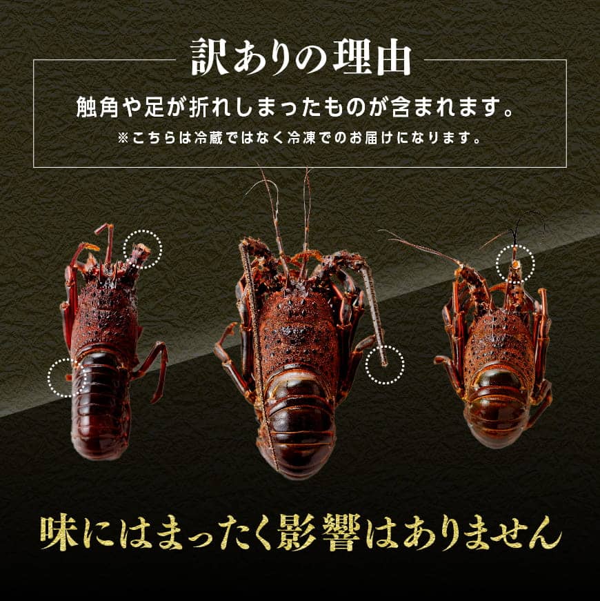 【ふるさと納税】※訳あり※ 冷凍 伊勢えび 1kg 伊勢海老 焼き みそ汁 小ぶり グリル