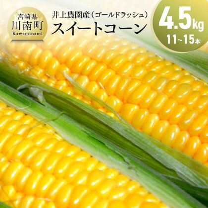 ◆数量限定◆ 先行予約受付開始【令和6年発送】 宮崎県産 とうもろこし 井上農園産 スイートコーン ( ゴールドラッシュ ) 5kg - トウモロコシ とうきび 新鮮 九州産 宮崎県産 川南町産 送料無料 E3902
