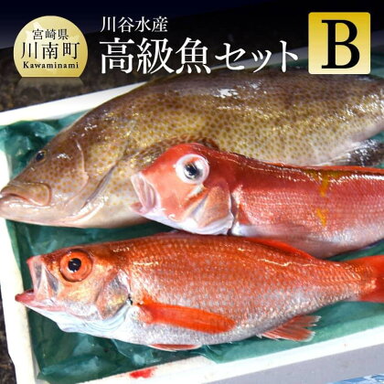 日向灘海の幸 川南漁協直送『高級魚セットB』人気の一品!