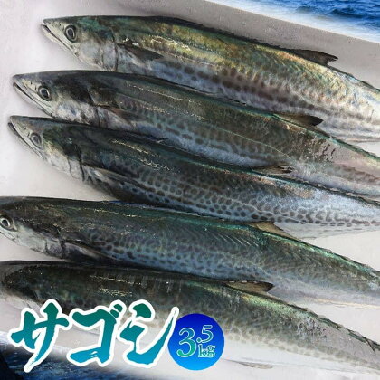 鮮度抜群!漁師が一匹一匹釣り上げた川南獲れ『サゴシ』