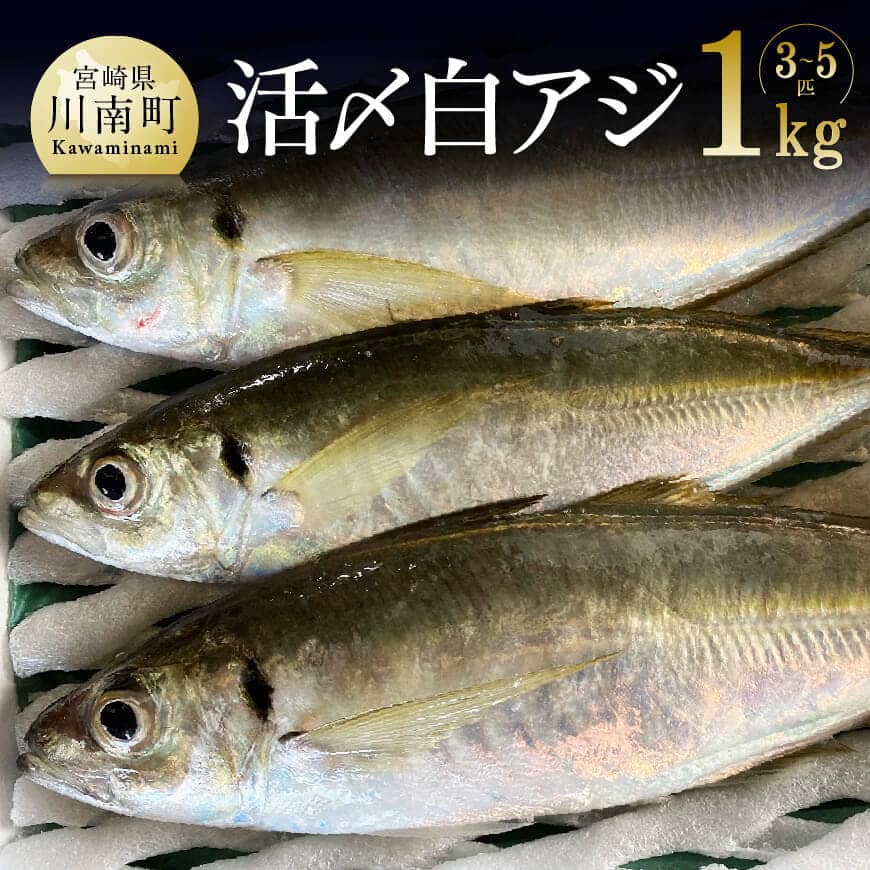 11位! 口コミ数「0件」評価「0」※レビューキャンペーン※川谷水産厳選！活〆 白アジ 約1kg 送料無料【日向灘 旬 鮮魚 魚 魚介類 鯵 あじ 刺身 塩焼き おうち時間 お･･･ 