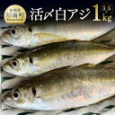 【ふるさと納税】川谷水産厳選！活〆 白アジ 約1kg 送料無料【日向灘 旬 鮮魚 魚 魚介類 鯵 あじ 刺身 塩焼き おうち時間 おうちごはん 九州 宮崎県 川南町】G4408