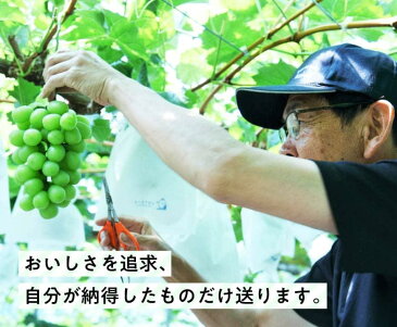 【ふるさと納税】 シャインマスカットとお楽しみ旬のぶどう詰め合わせセット1.3kg 先行予約 ゴールドフィンガー 安芸クイーン クイーンセブン ピオーネ サンヴェルデ マスカサーティーン クイーンニーナ 涼香 ナガノパープル ブドウ 葡萄 宮崎県産 先行受付 送料無料 G4707
