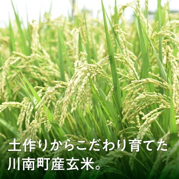 【ふるさと納税】農家直送!玄米(こしひかり) 3ヶ月 定期便