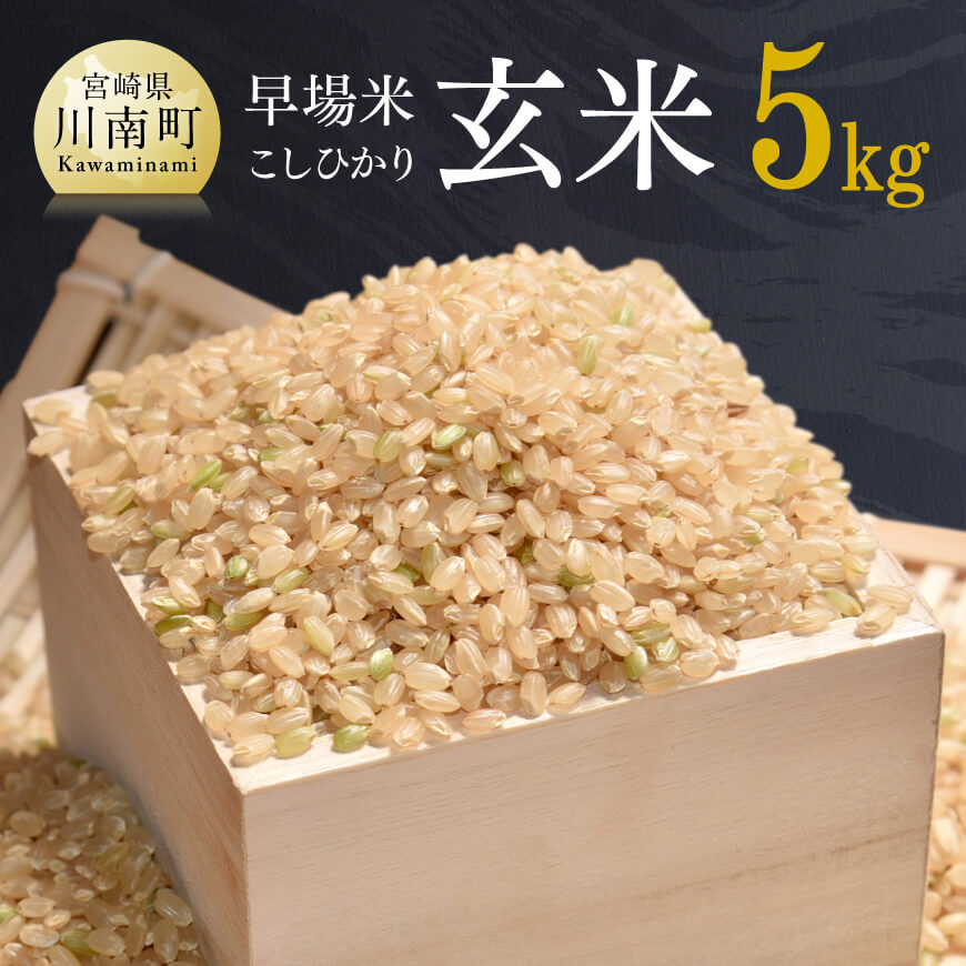 ※レビューキャンペーン※令和6年産「こしひかり(玄米)」5kg - 新米 米 お米 こめ コシヒカリ 玄米 農家直送 産地直送 おうち時間 おうちごはん 国産 九州 宮崎県産 川南町産 送料無料 川南町