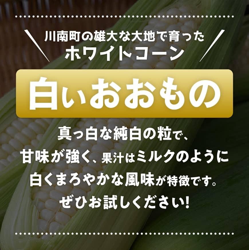 【ふるさと納税】【令和6年発送】 政岡さんちのホワイトコーン 「白いおおもの」2kg 2024年発送 とうもろこし スイートコーン 先行予約 数量限定 期間限定 産地直送 九州産 宮崎県産 川南町産 送料無料 E6504