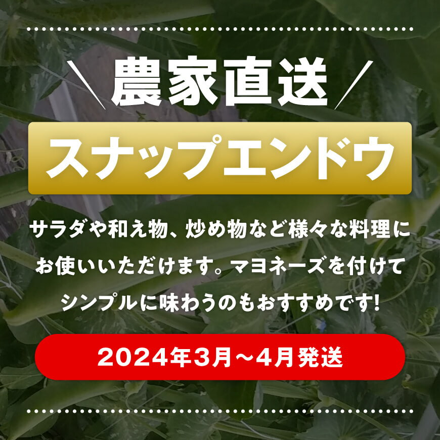 【ふるさと納税】【令和6年発送】 朝どれ！守部さん家のスナップエンドウ 1000g 2024年発送 九州産 宮崎県産 川南町産 送料無料 E6411